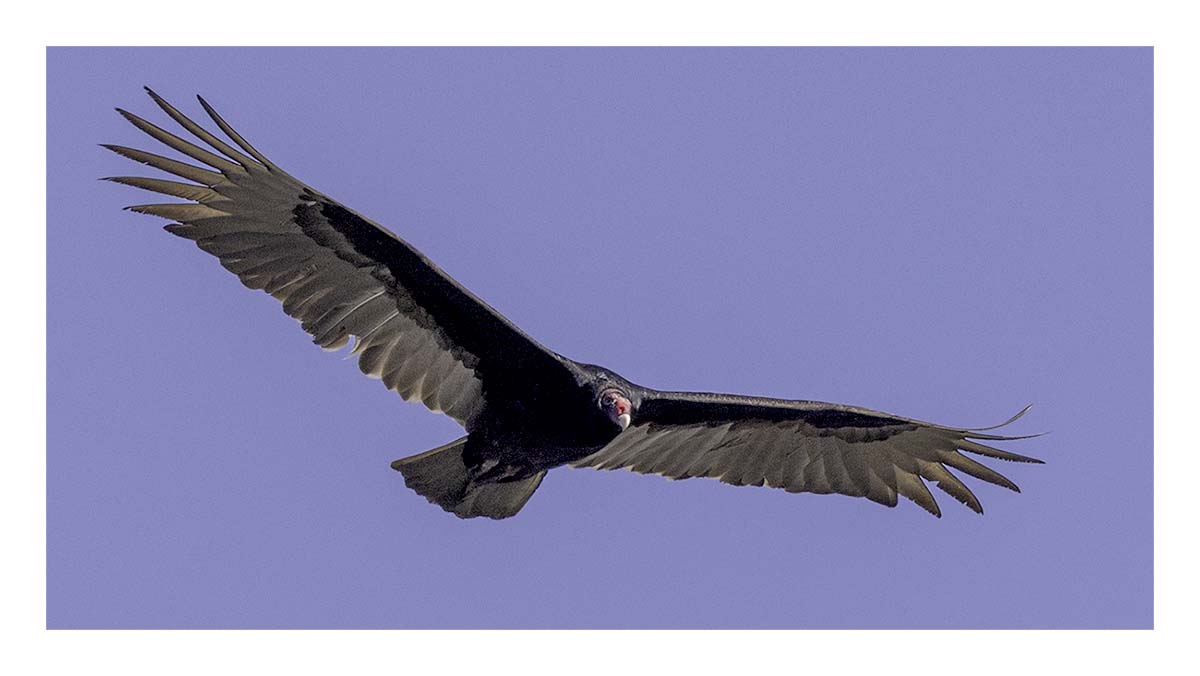 Black Vulture