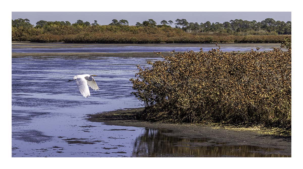 Snowy Egret