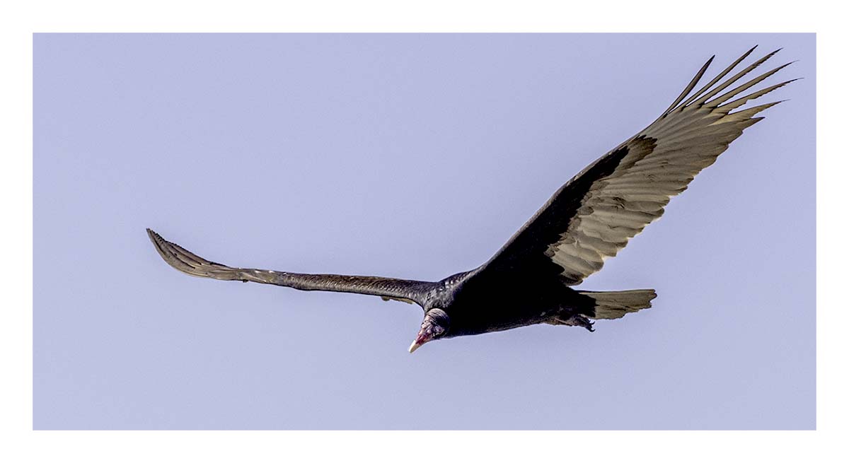 Black Vulture