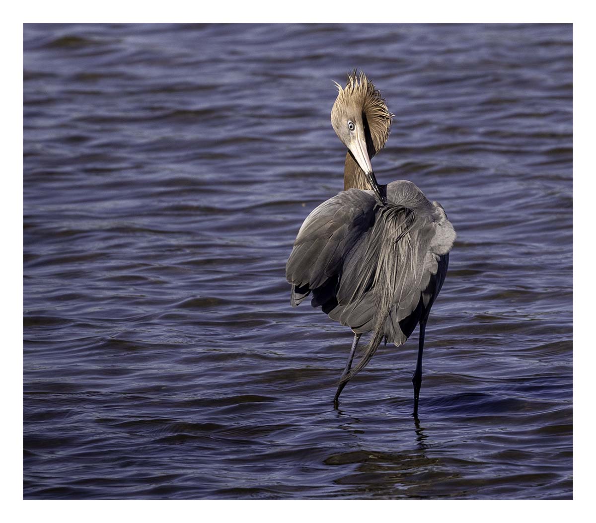 Reddish Egret