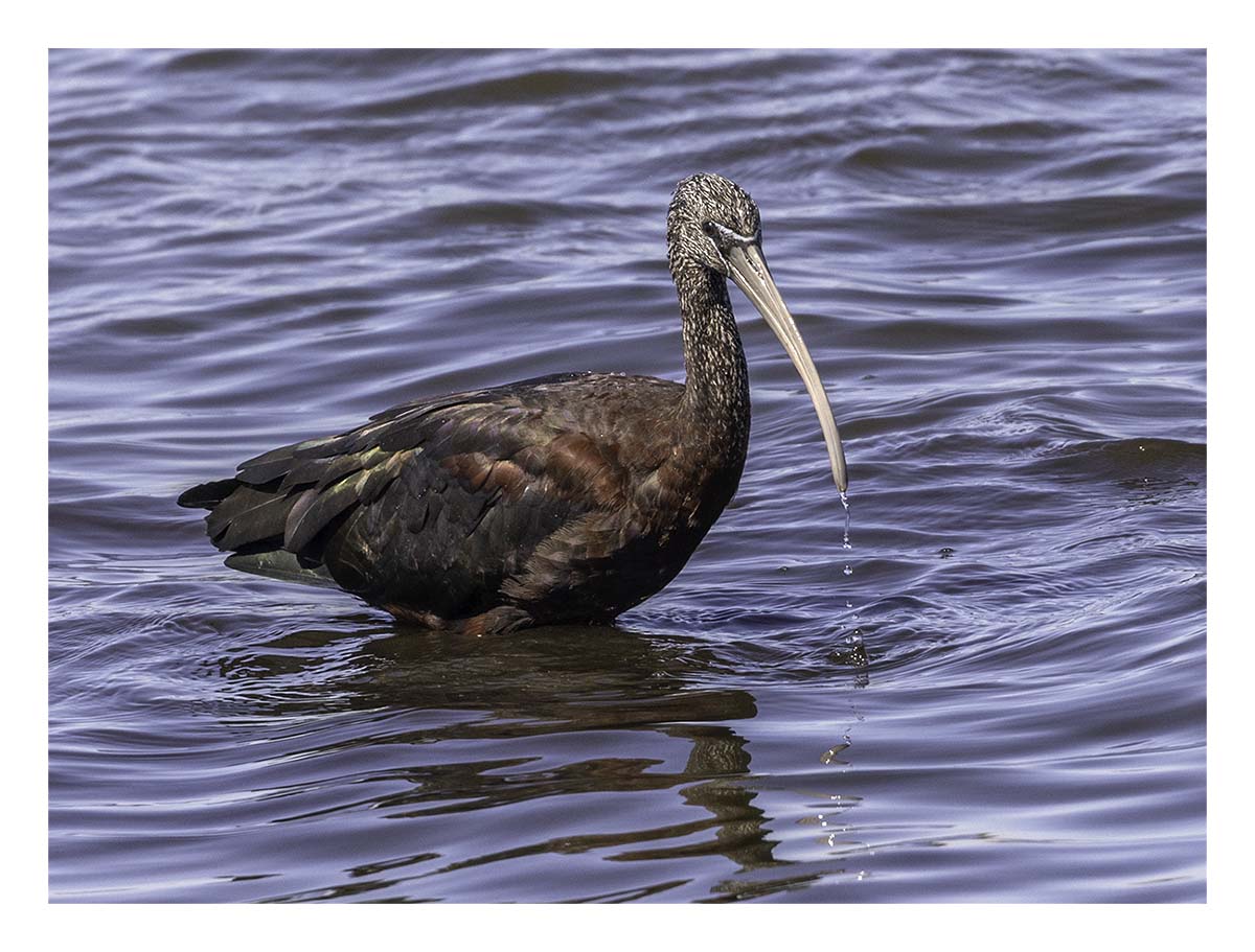 Glossy Ibis