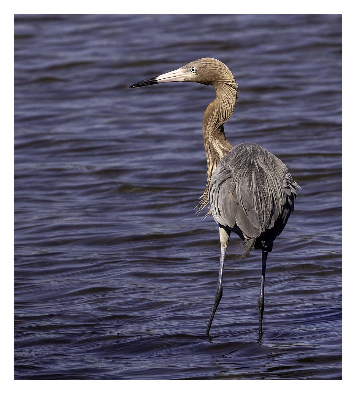 Reddish Egret