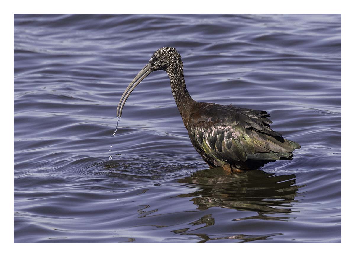 Glossy Ibis