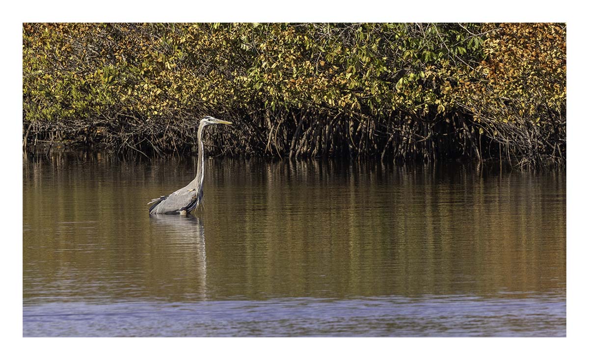 Egret