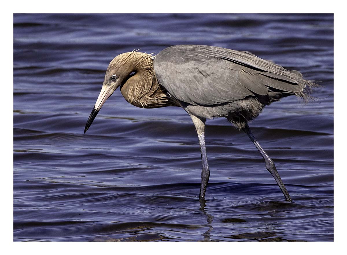Reddish Egret