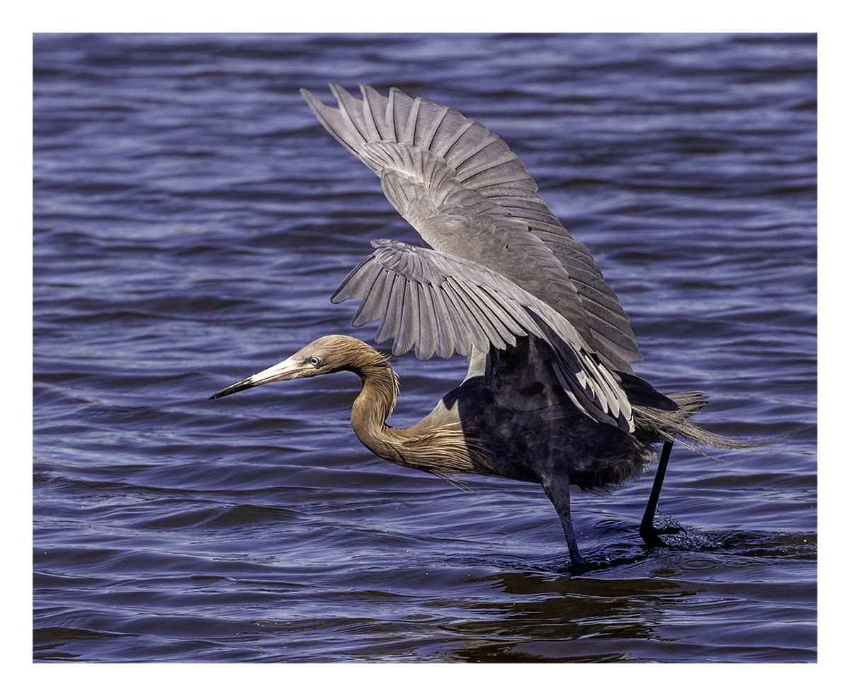 Reddish Egret