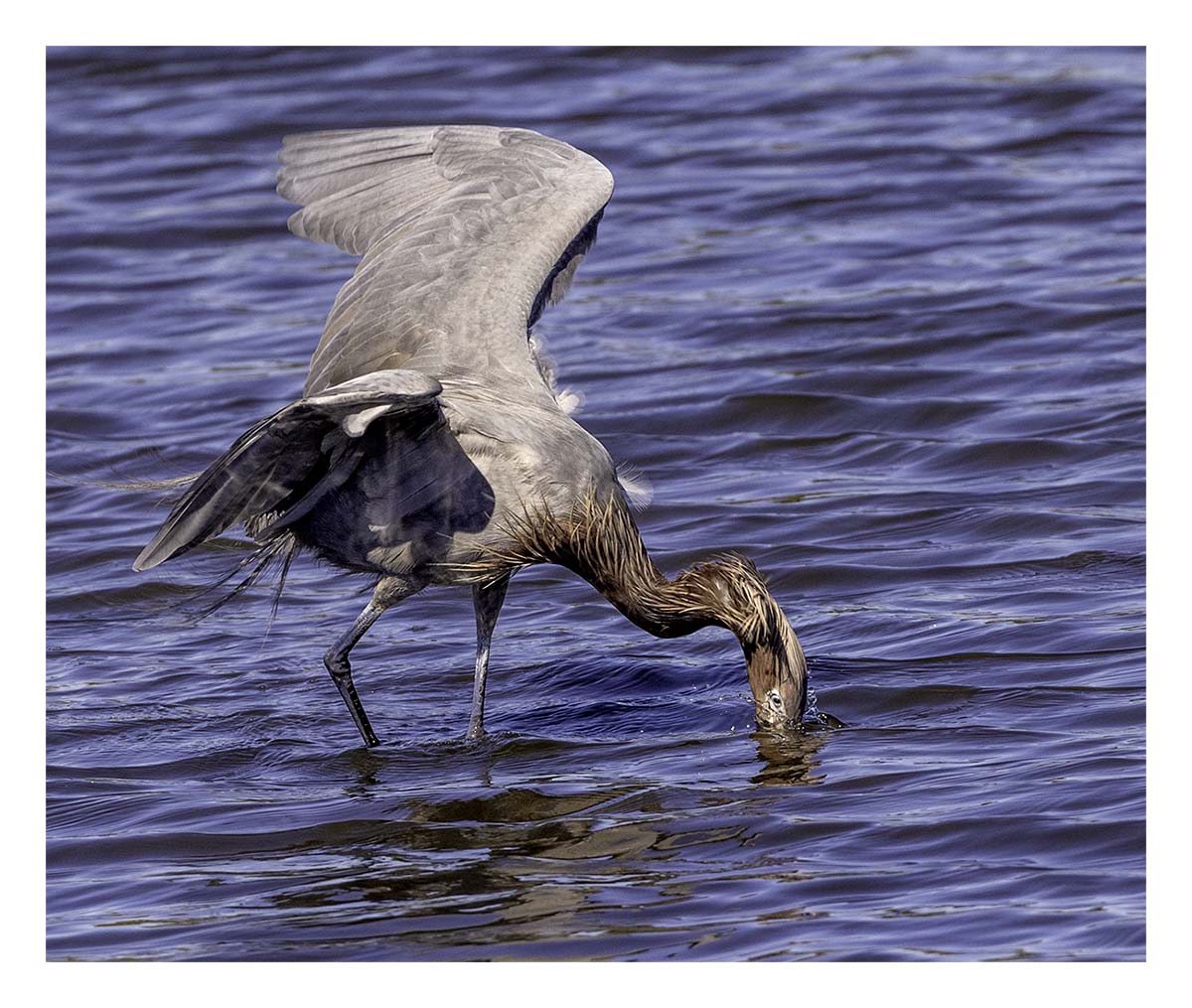 Reddish Egret