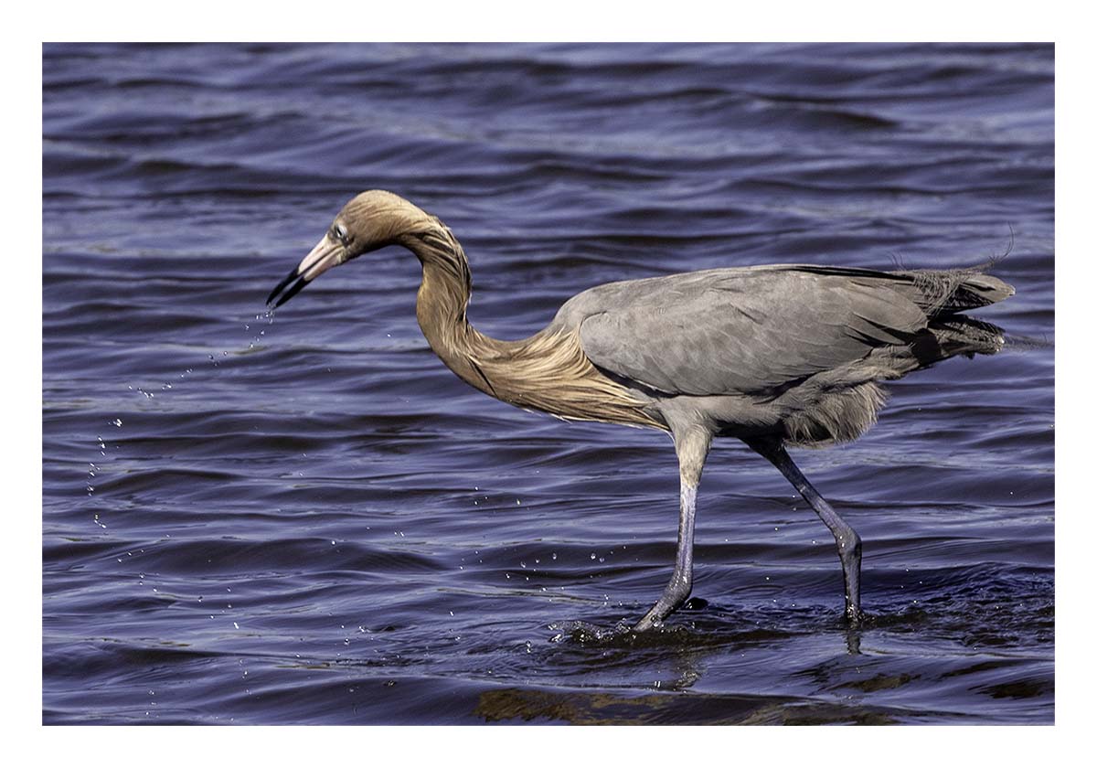 Reddish Egret