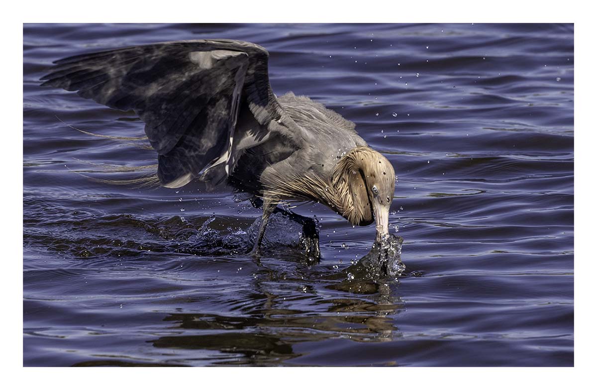Reddish Egret