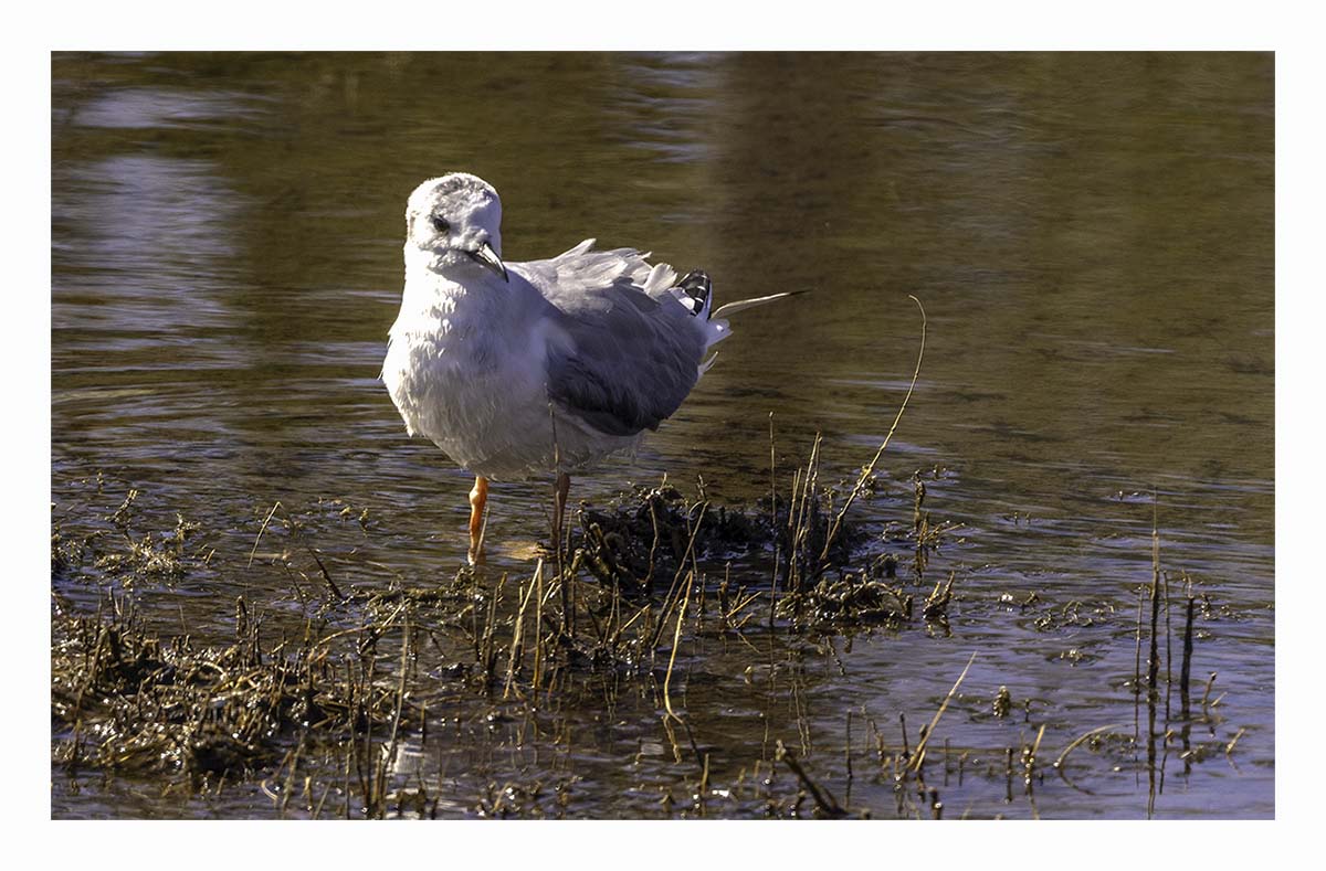 Gull