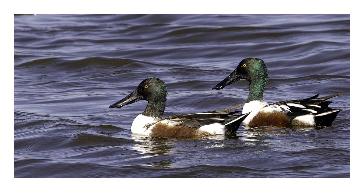 Shovelers