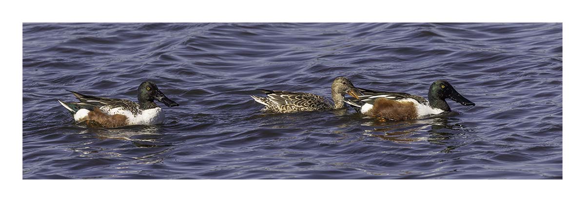Shovelers