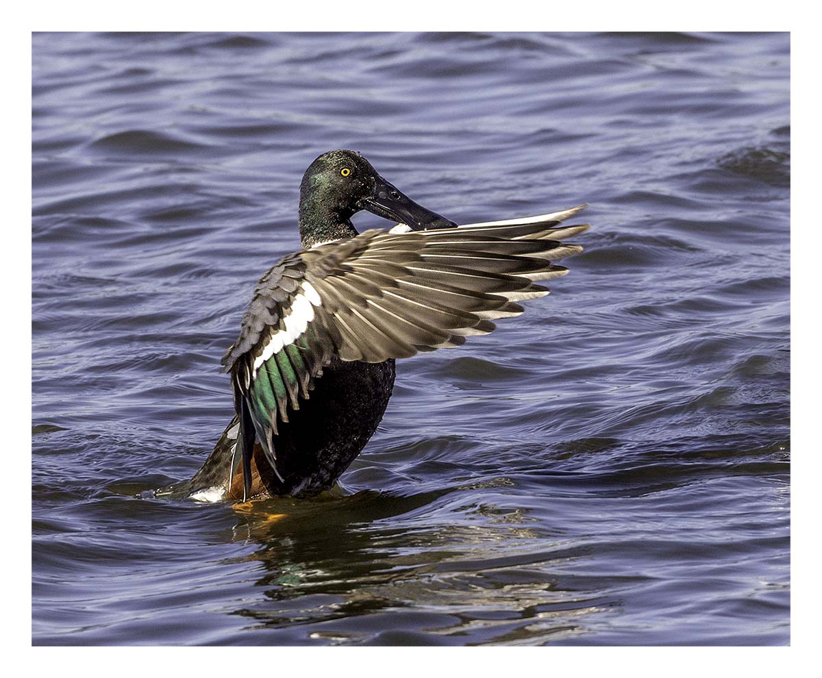Shovelers
