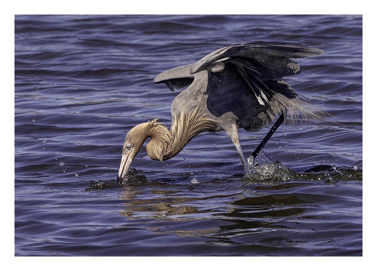 Reddish Egret