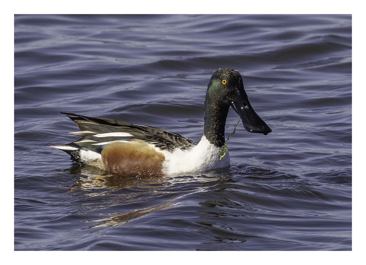Shovelers
