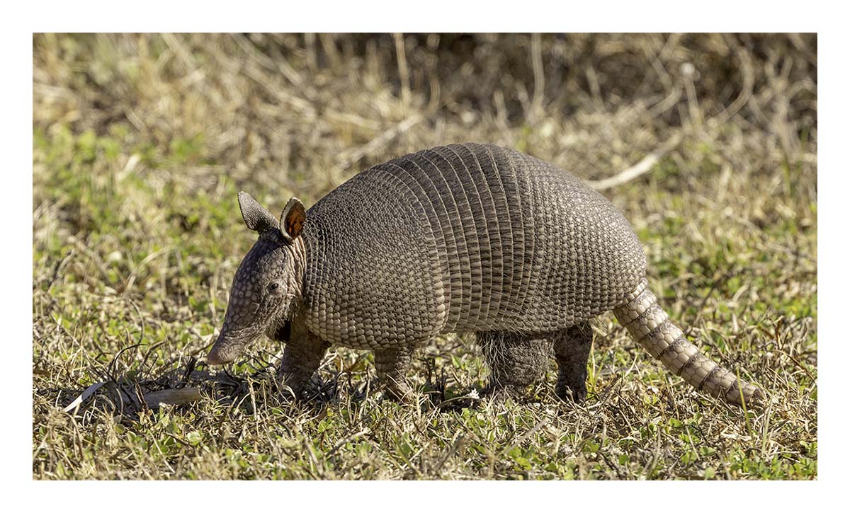 Armadillo