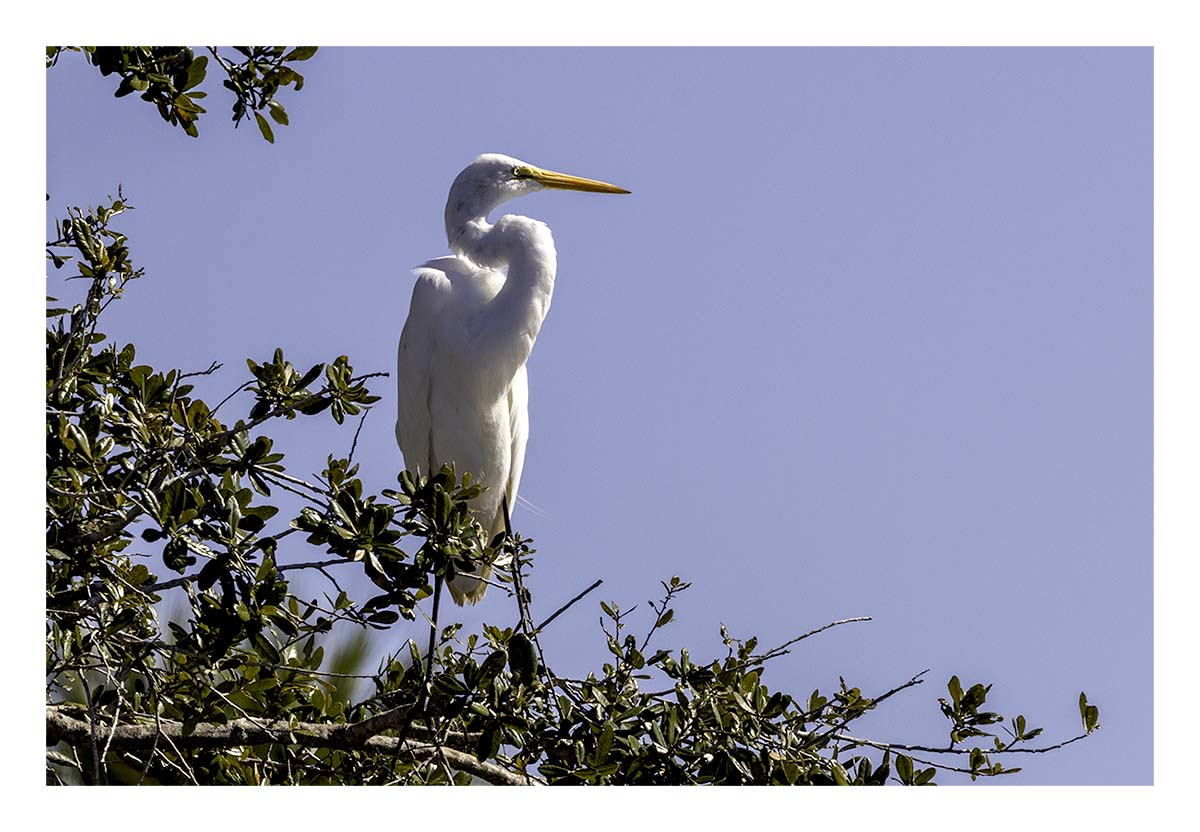 Great Egret