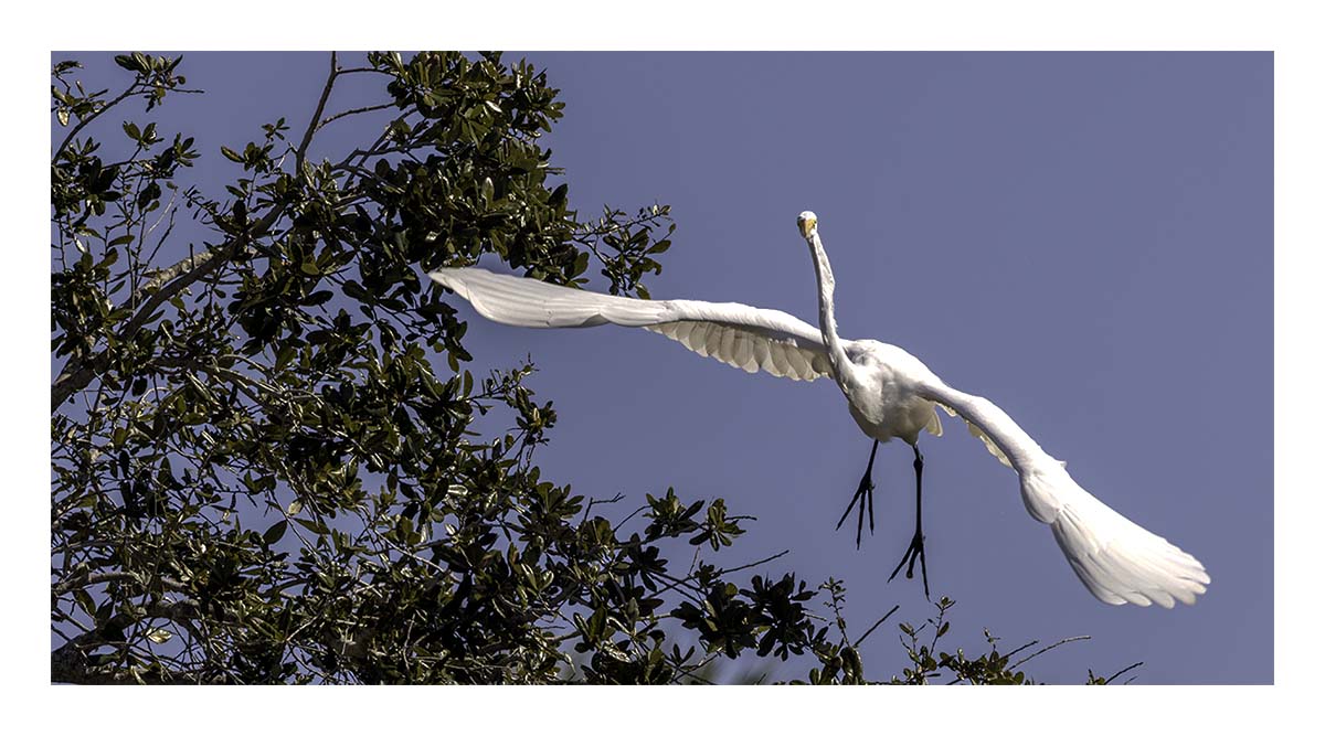 Great Egret