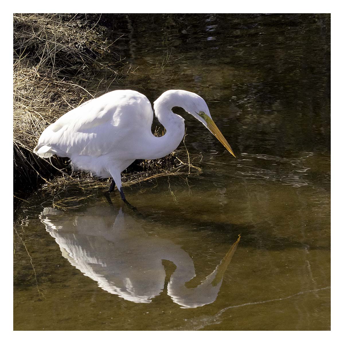 Great Egret