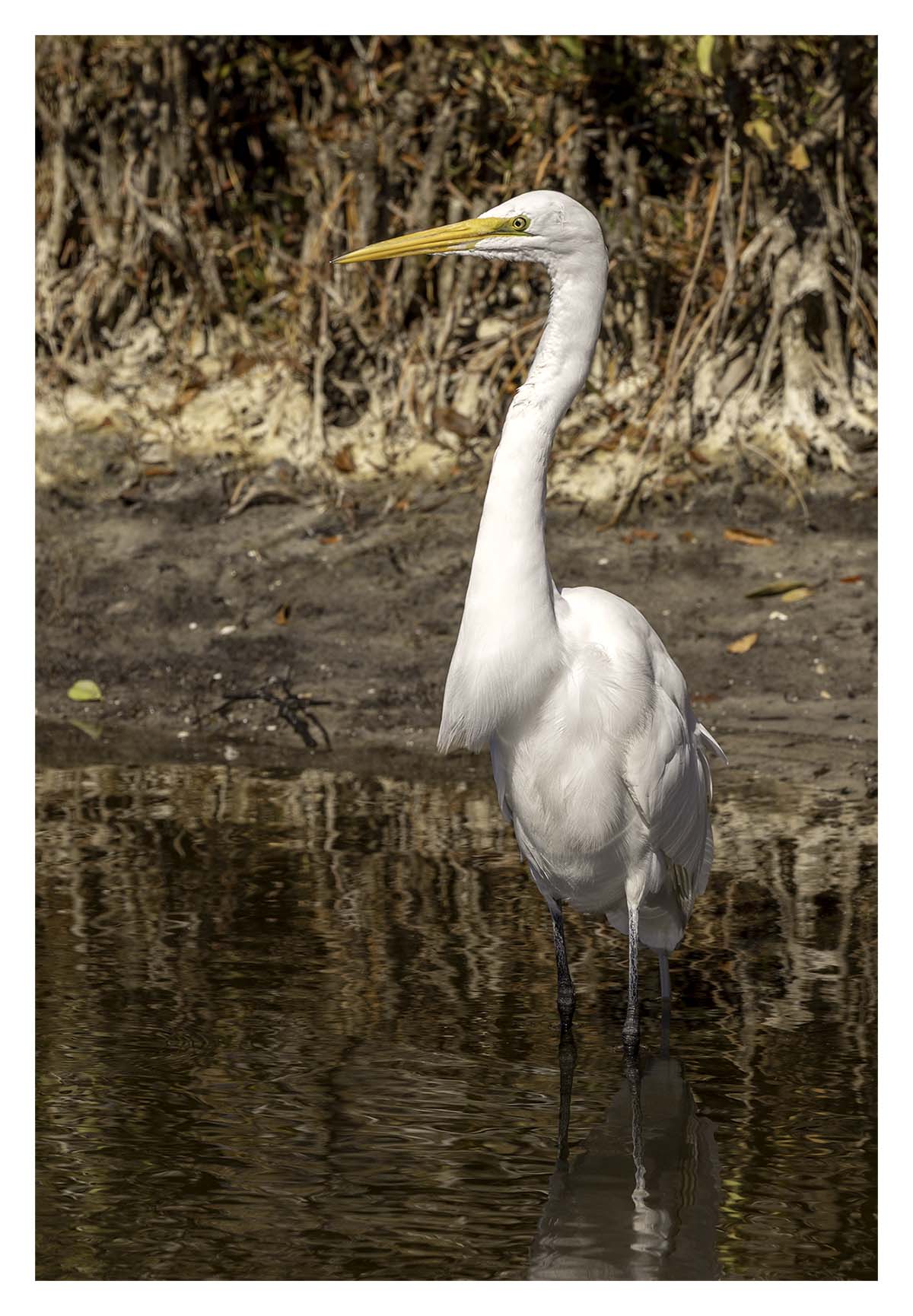 Great Egret