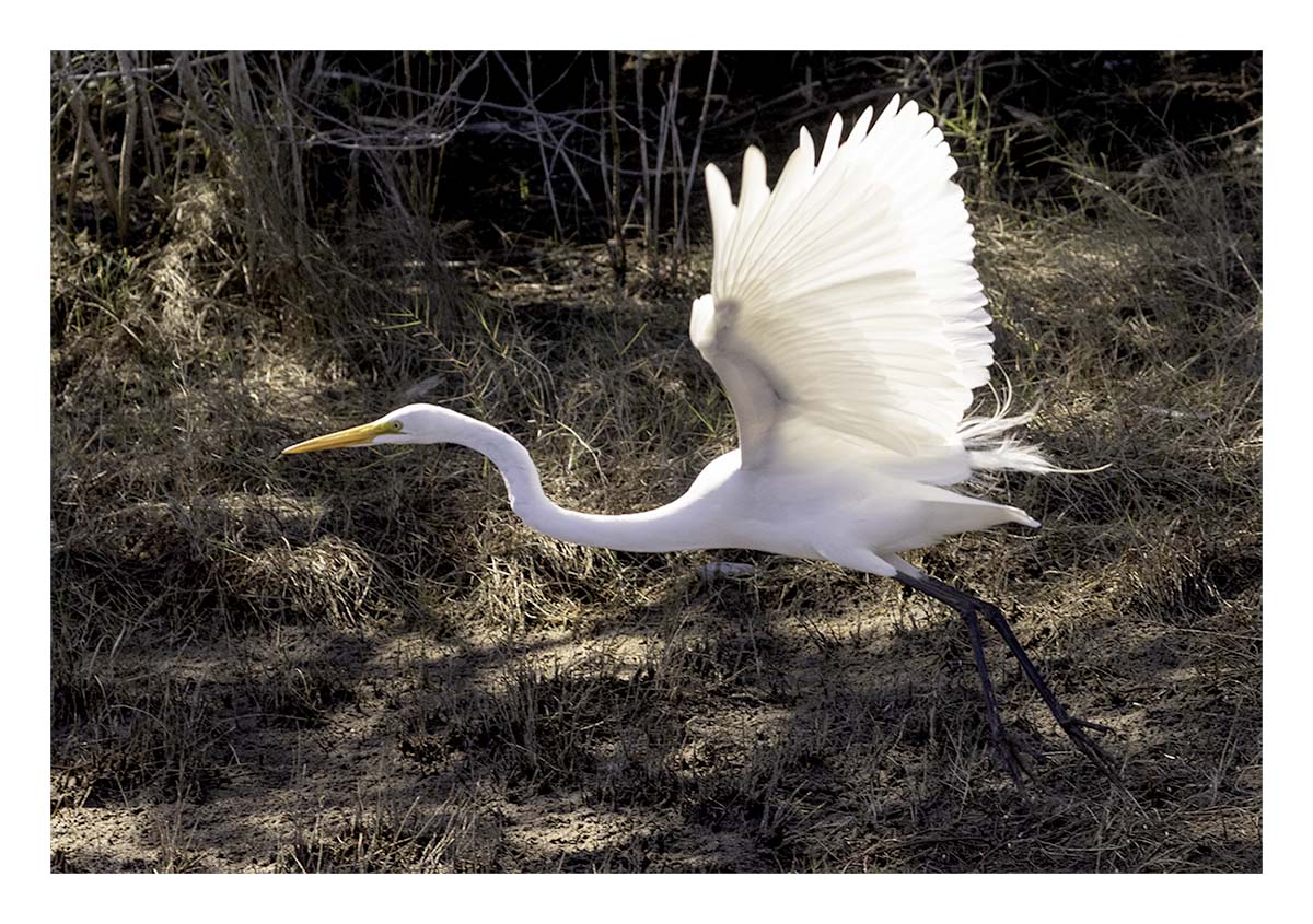 Great Egret