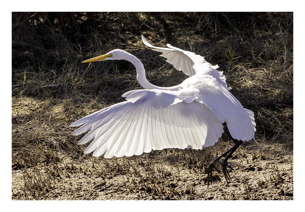 Great Egret