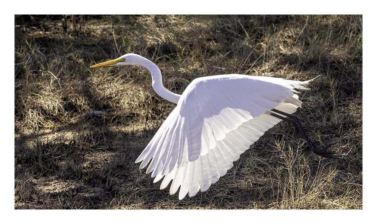 Great Egret