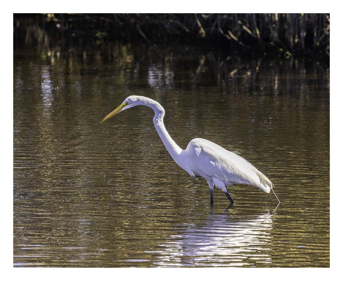 Great Egret