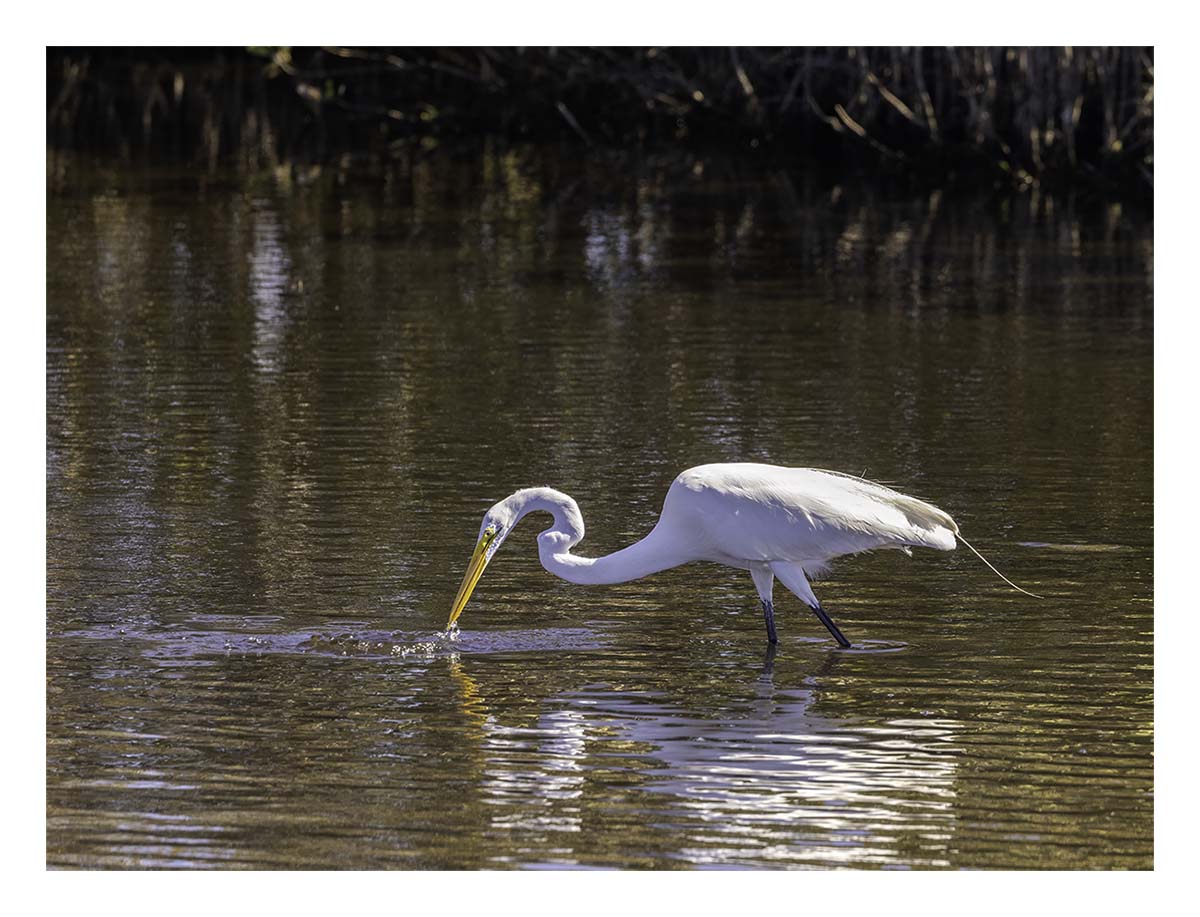 Great Egret