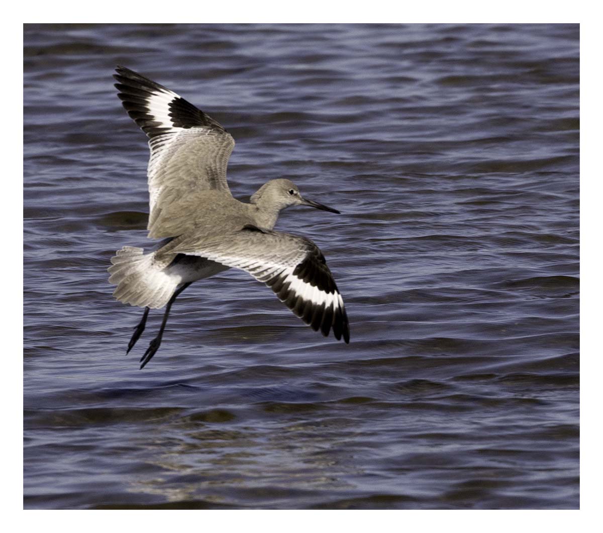 Willet