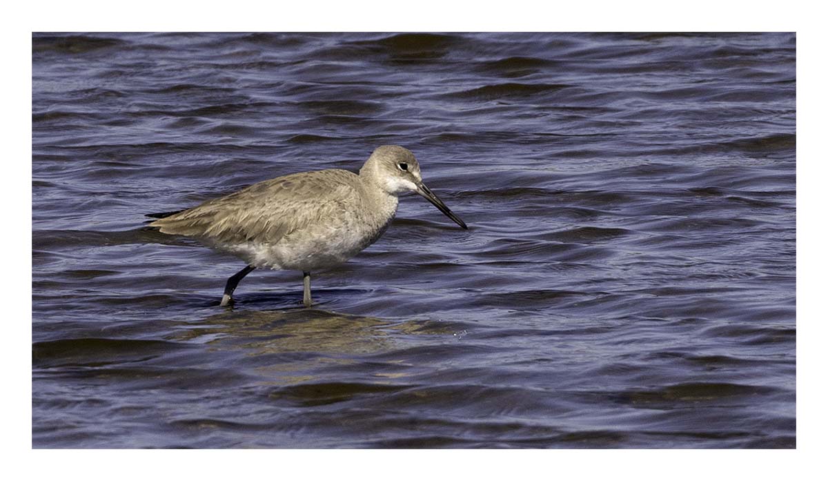 Willet