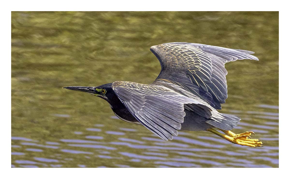 Green Heron