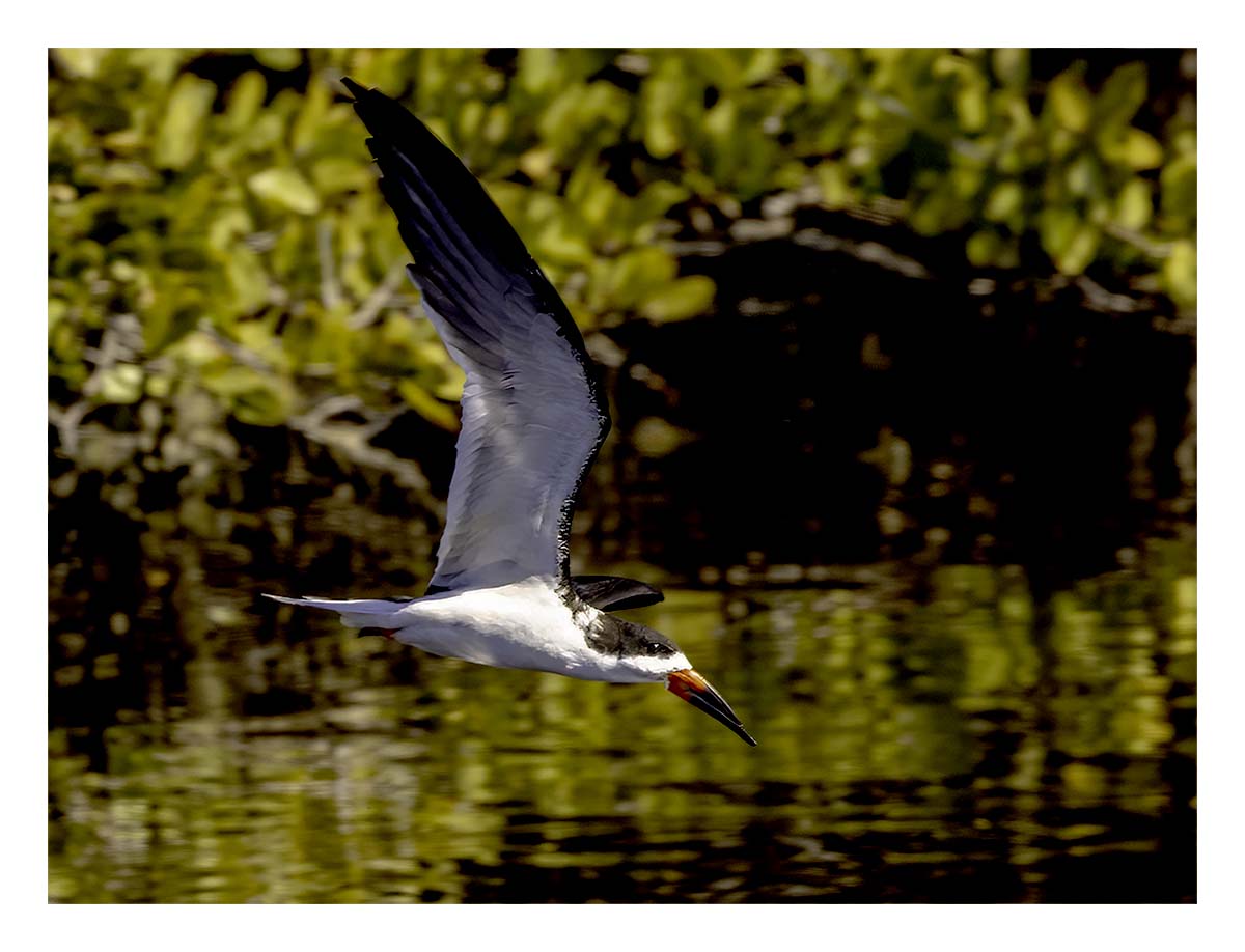 Black Skimmer