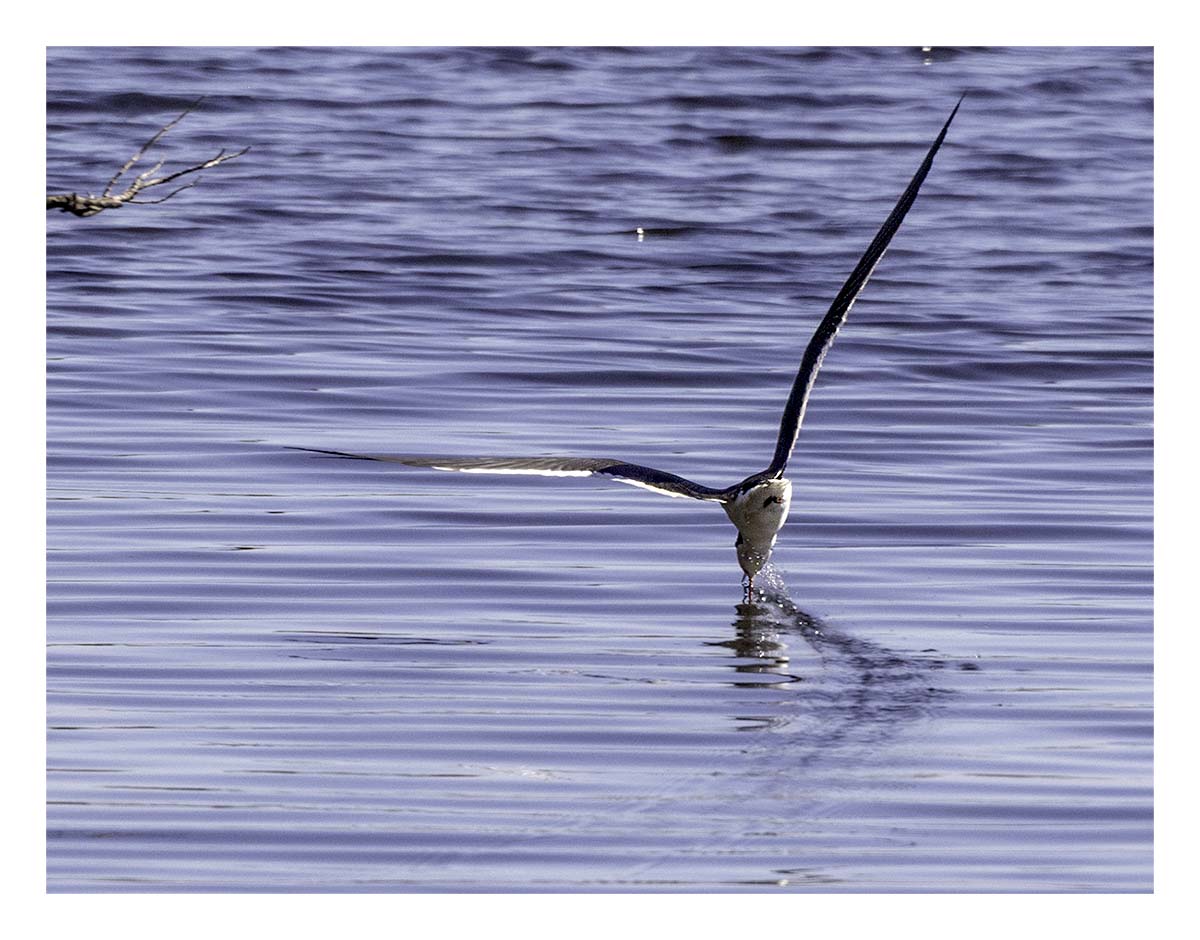 Black Skimmer