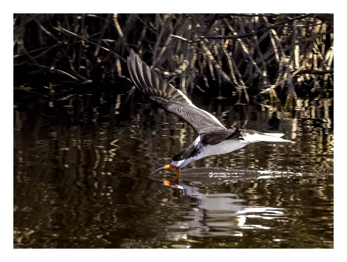 Black Skimmer