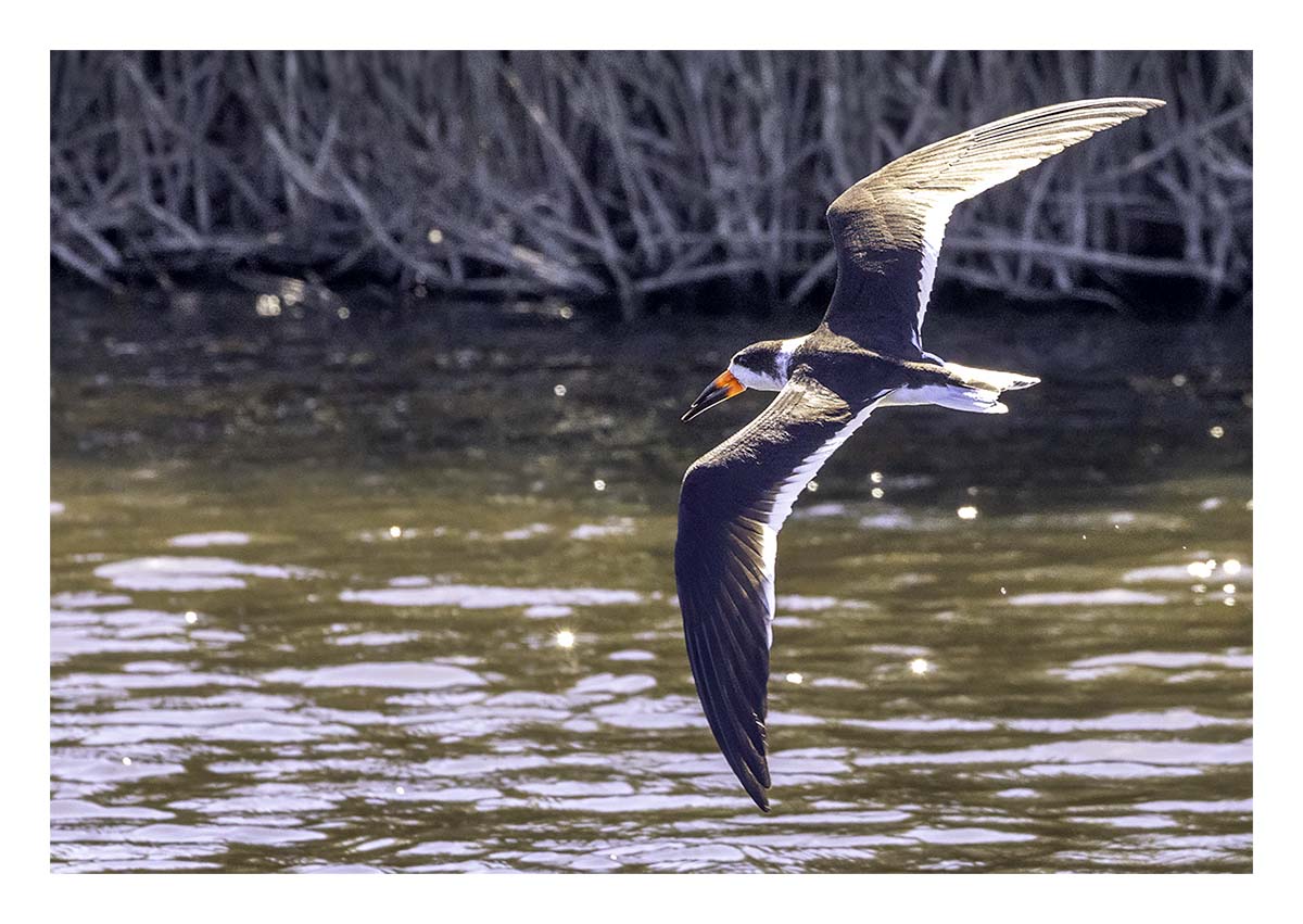 Black Skimmer
