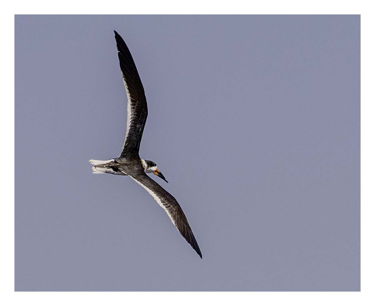 Black Skimmer