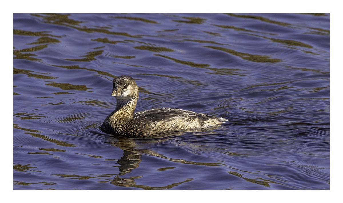 Pied-Billed Teal