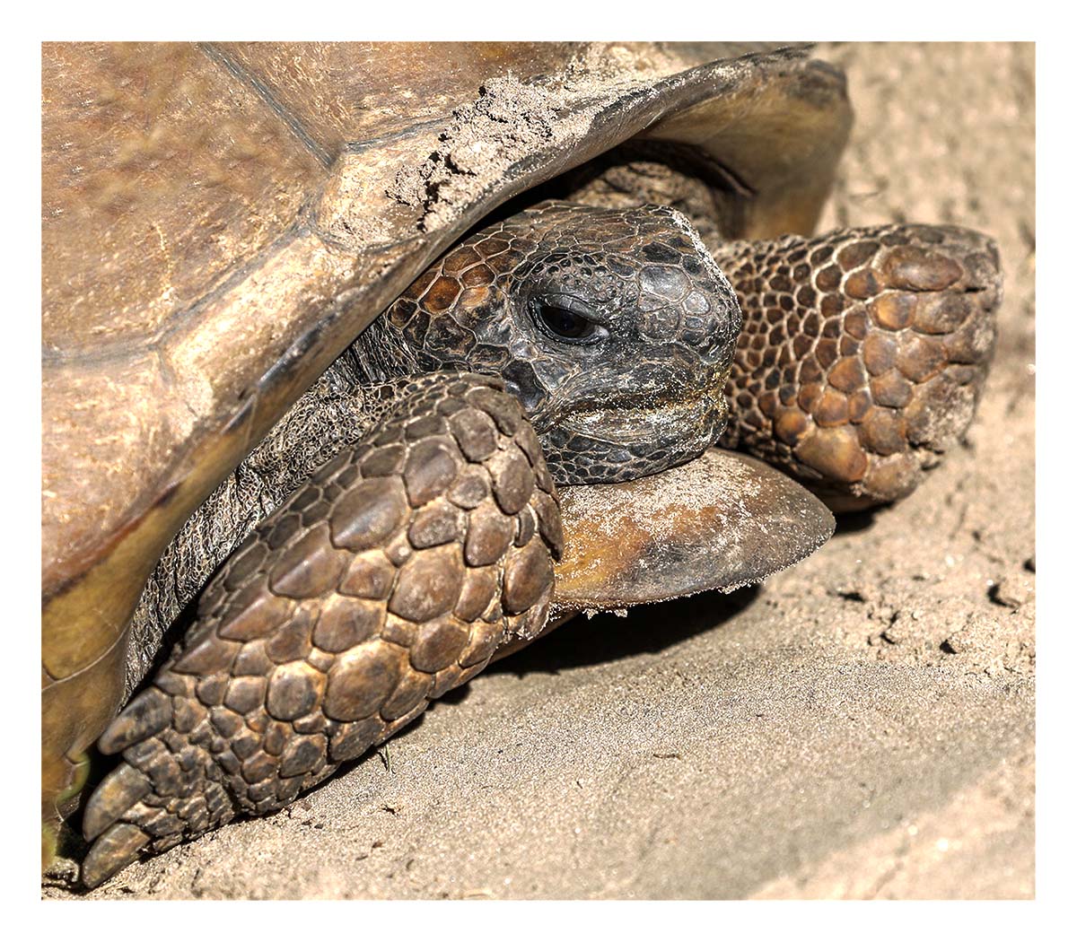 Gopher Tortoise
