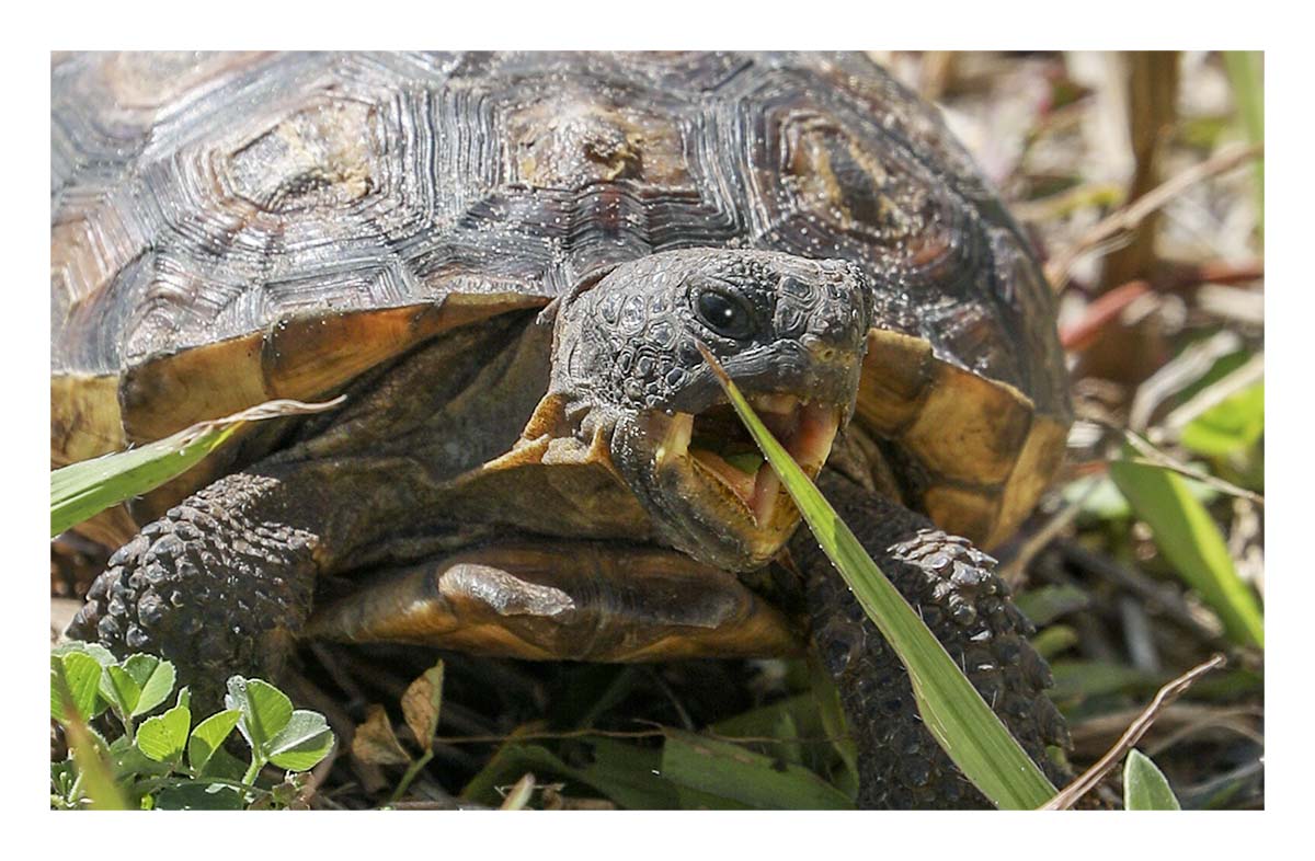 Gopher Tortoise
