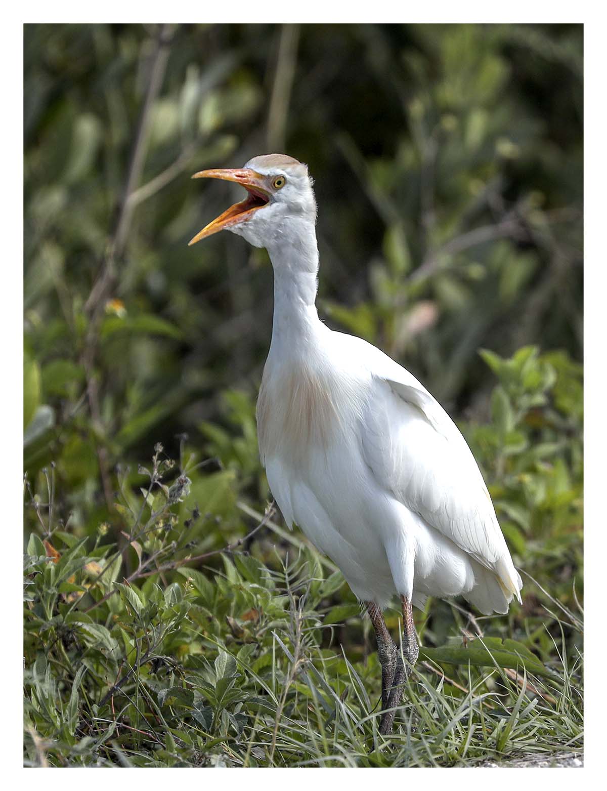 Cattle Egret