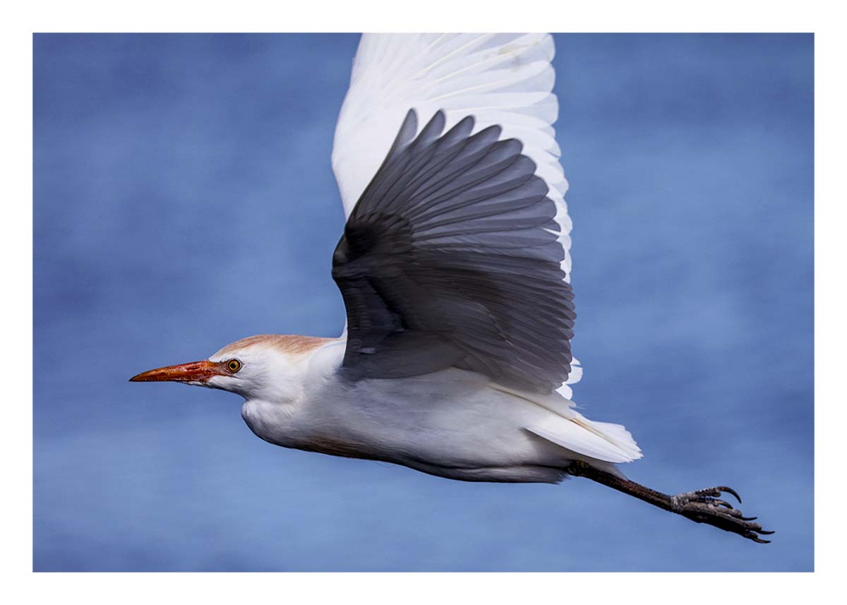 Cattle Egret