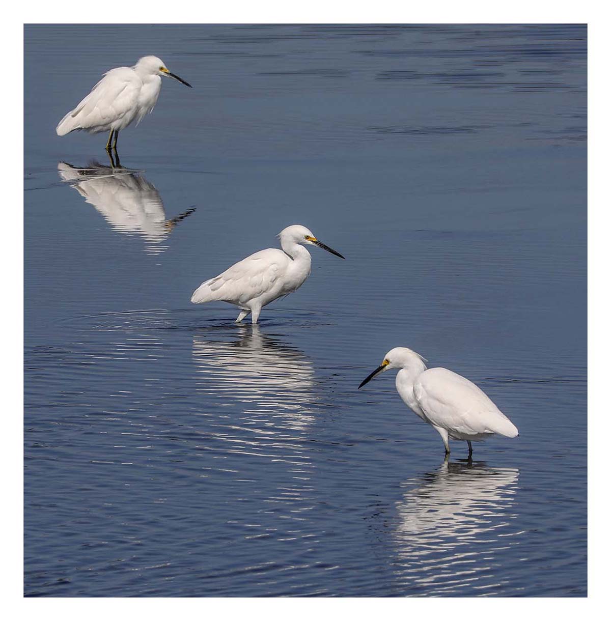 Snowy Egret