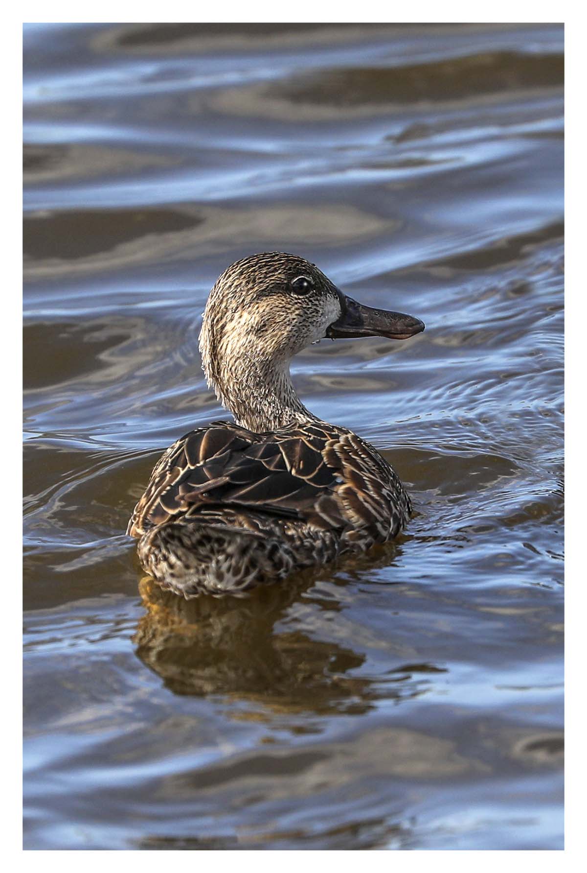 Duck