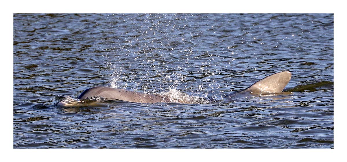 Dolphin