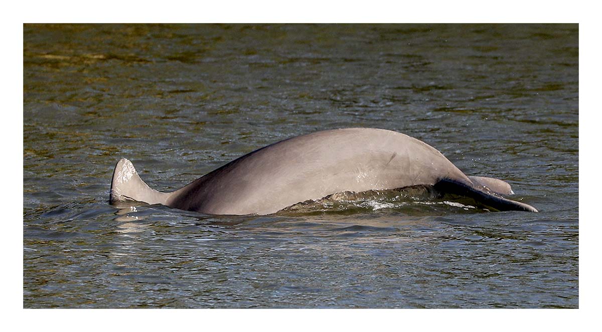 Dolphin