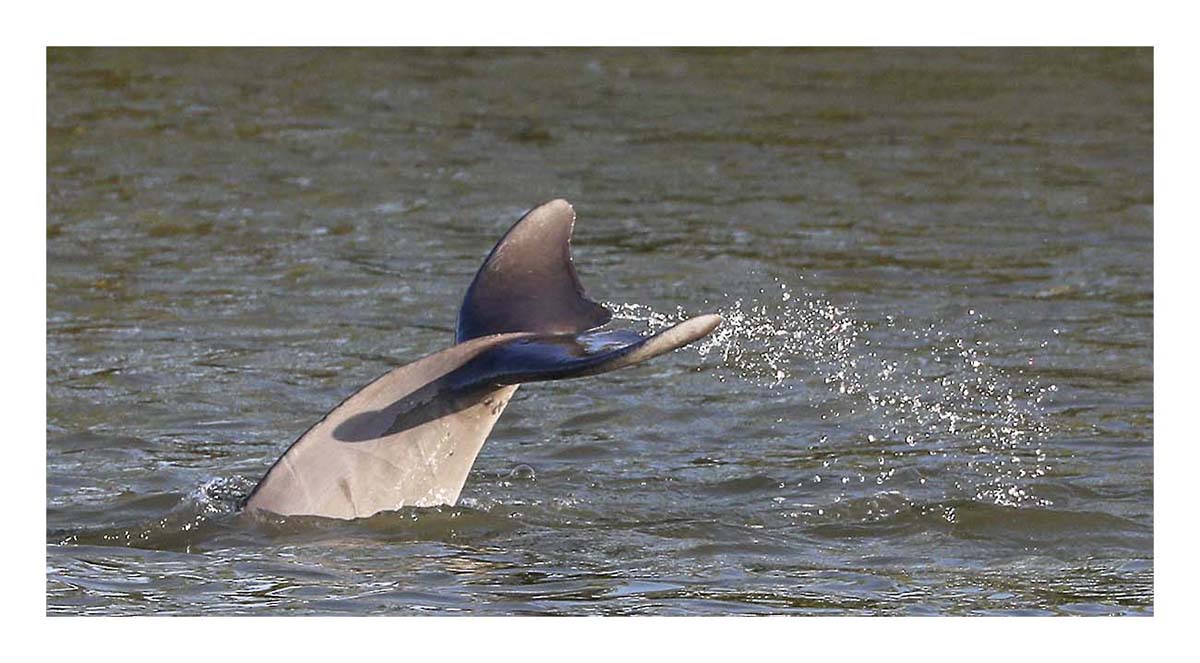 Dolphin