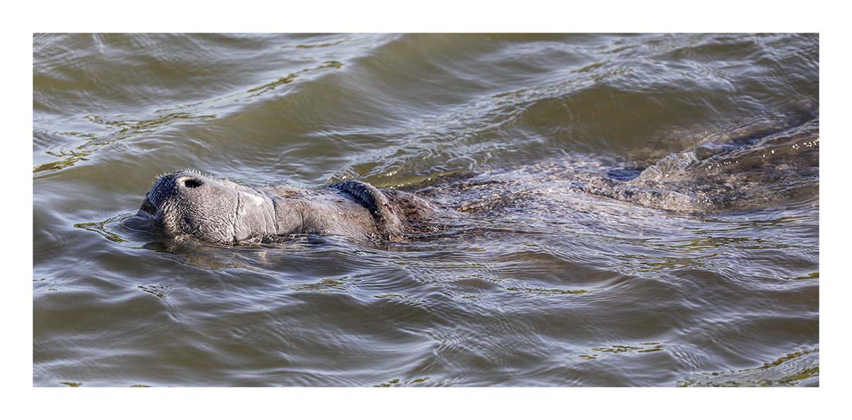 Manatee