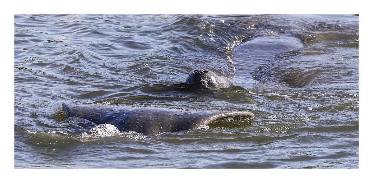 Manatee