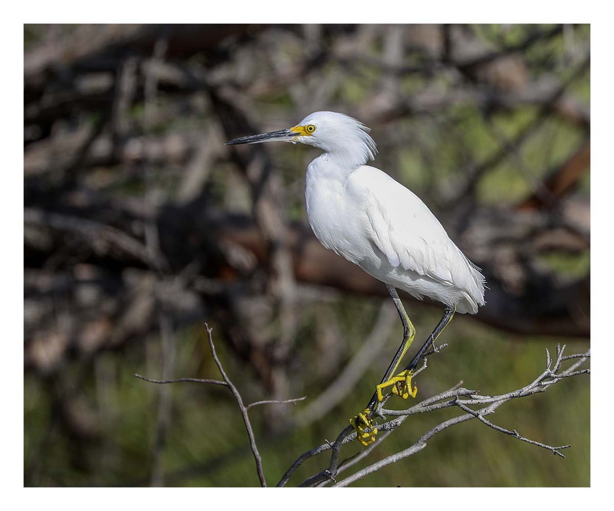 Snowy Egret